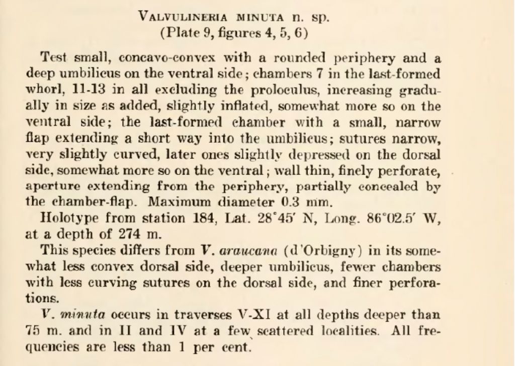 Foraminifera: verosimile Planorbulina variabilis